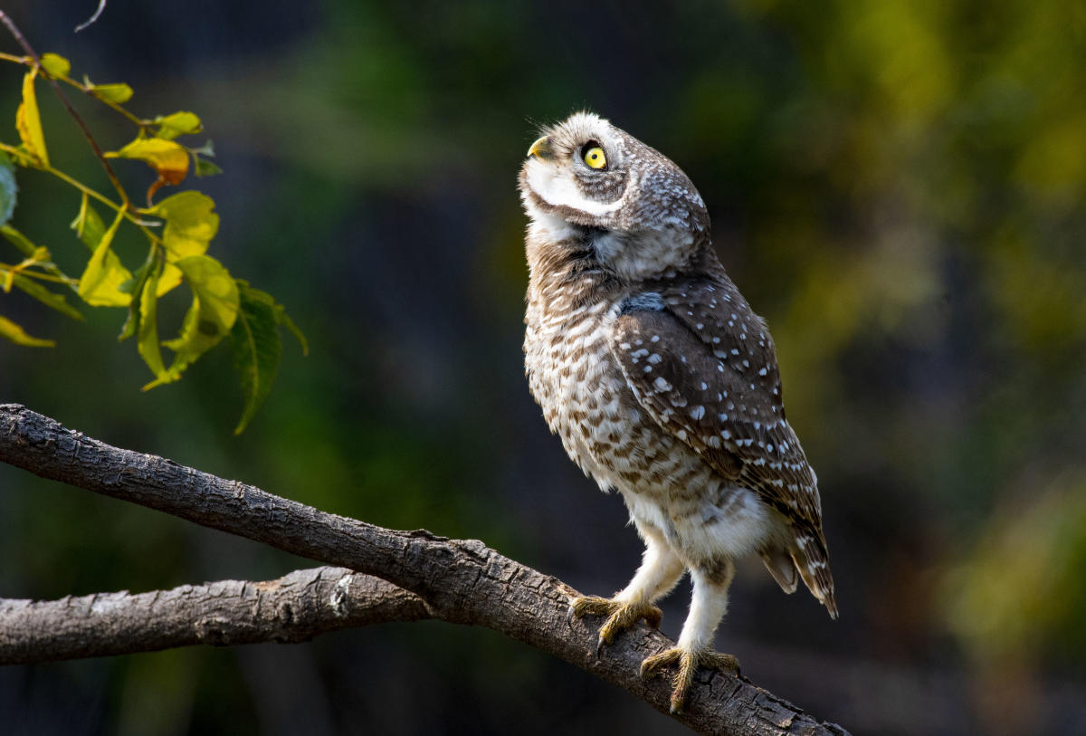 Spotted owlet