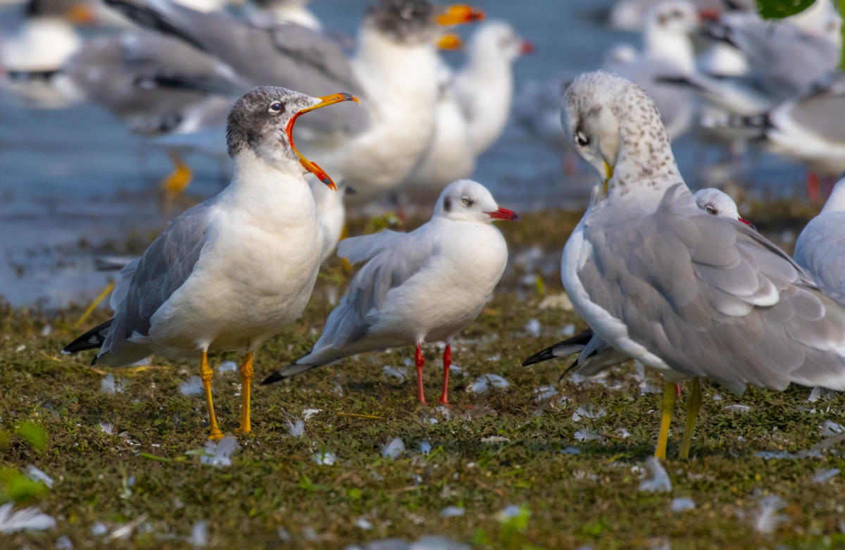 Seagulls