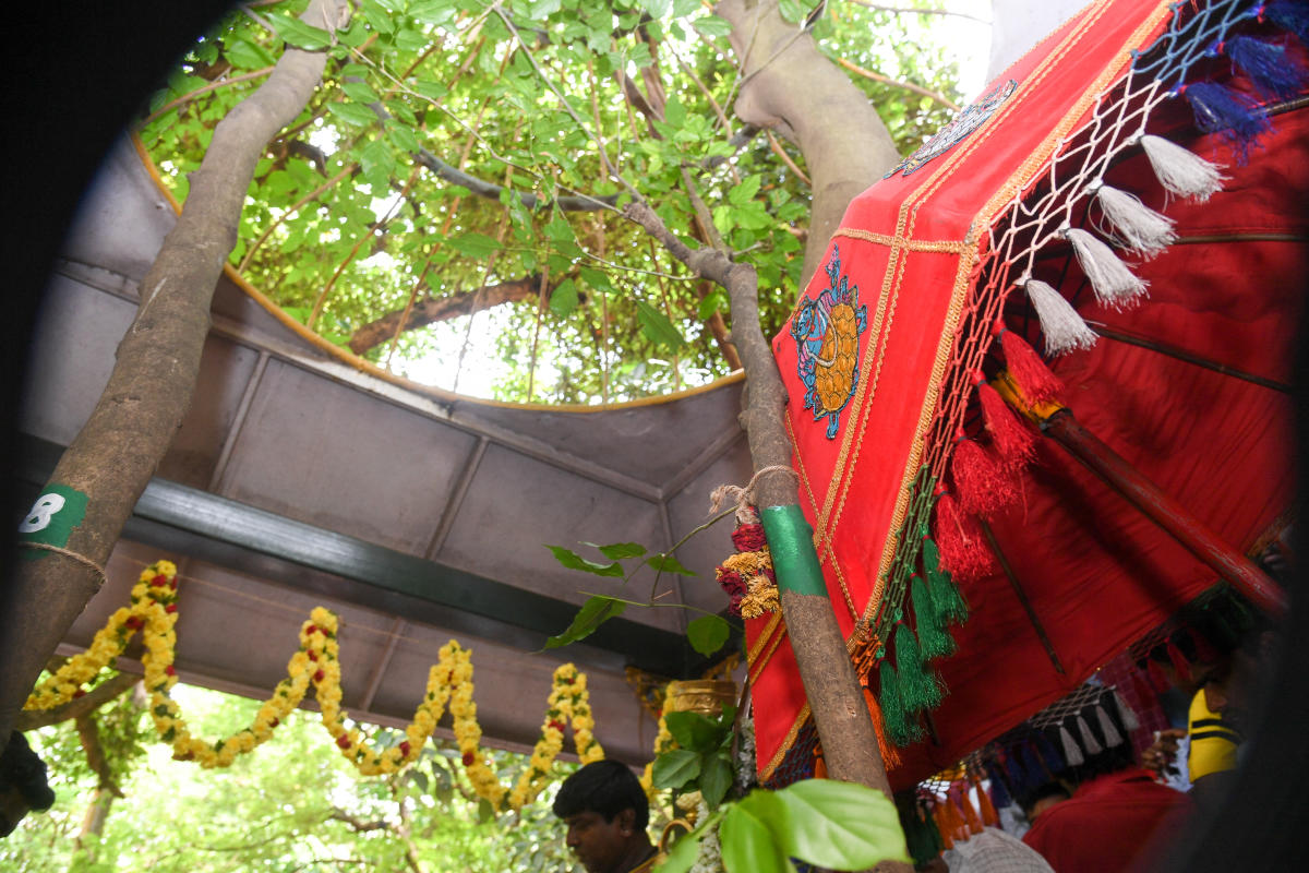 The community visits Cubbon Park every Karaga to worship an Indian Beech Tree (Honge Mara in Kannada). Draupadi resides in this tree, their ancestors believed.