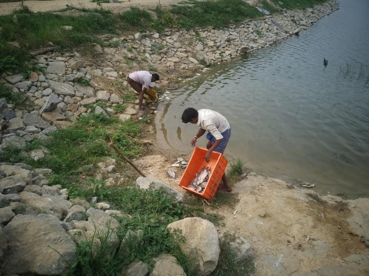 Over 100 dead fish were seen floating in Bhattarahalli Lake in KR Puram on Tuesday. Credit: Special arrangement
