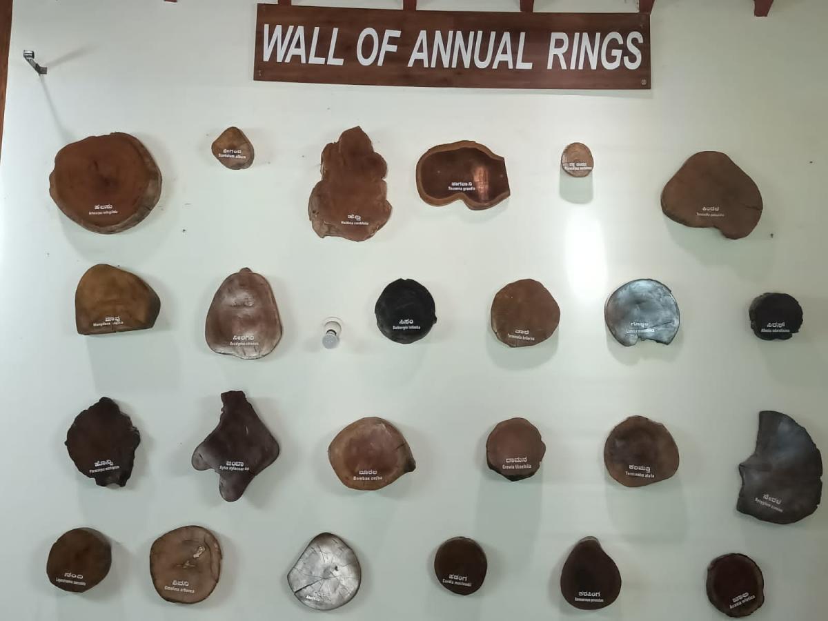 Annual rings on display in Range Forest Officer in Uttara Kannada’s Haliyal. Photos by author