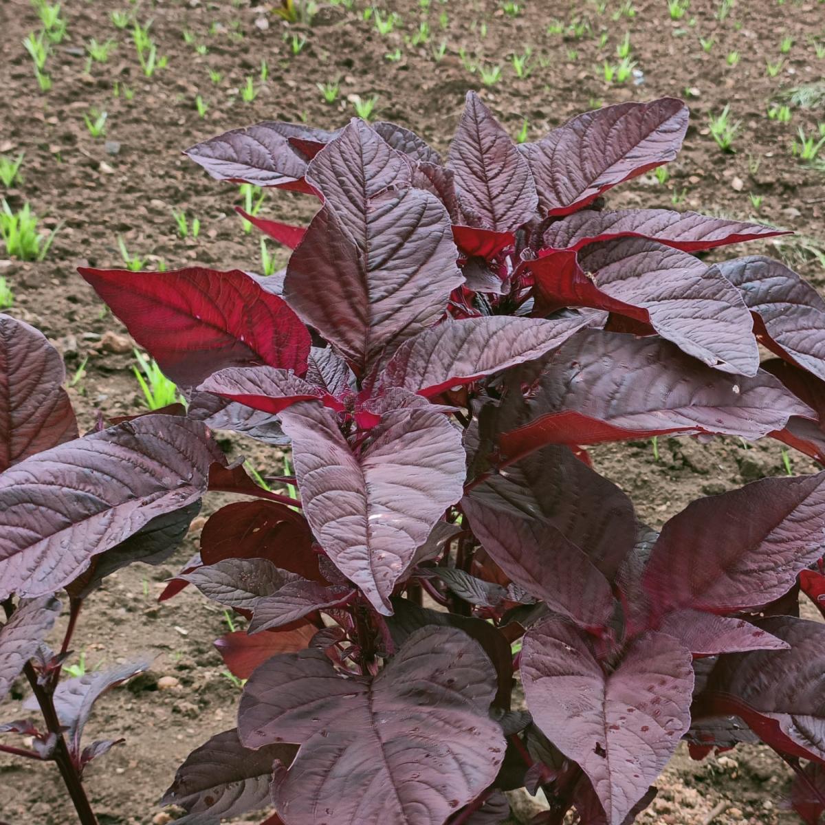 Amaranthus pictured in fields