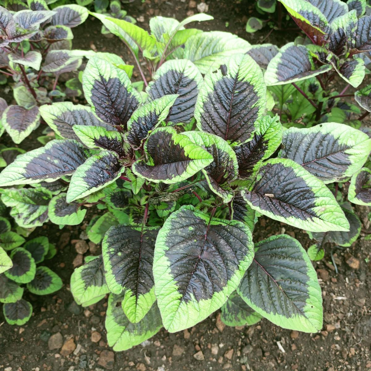 Amaranth leaves come in many hues