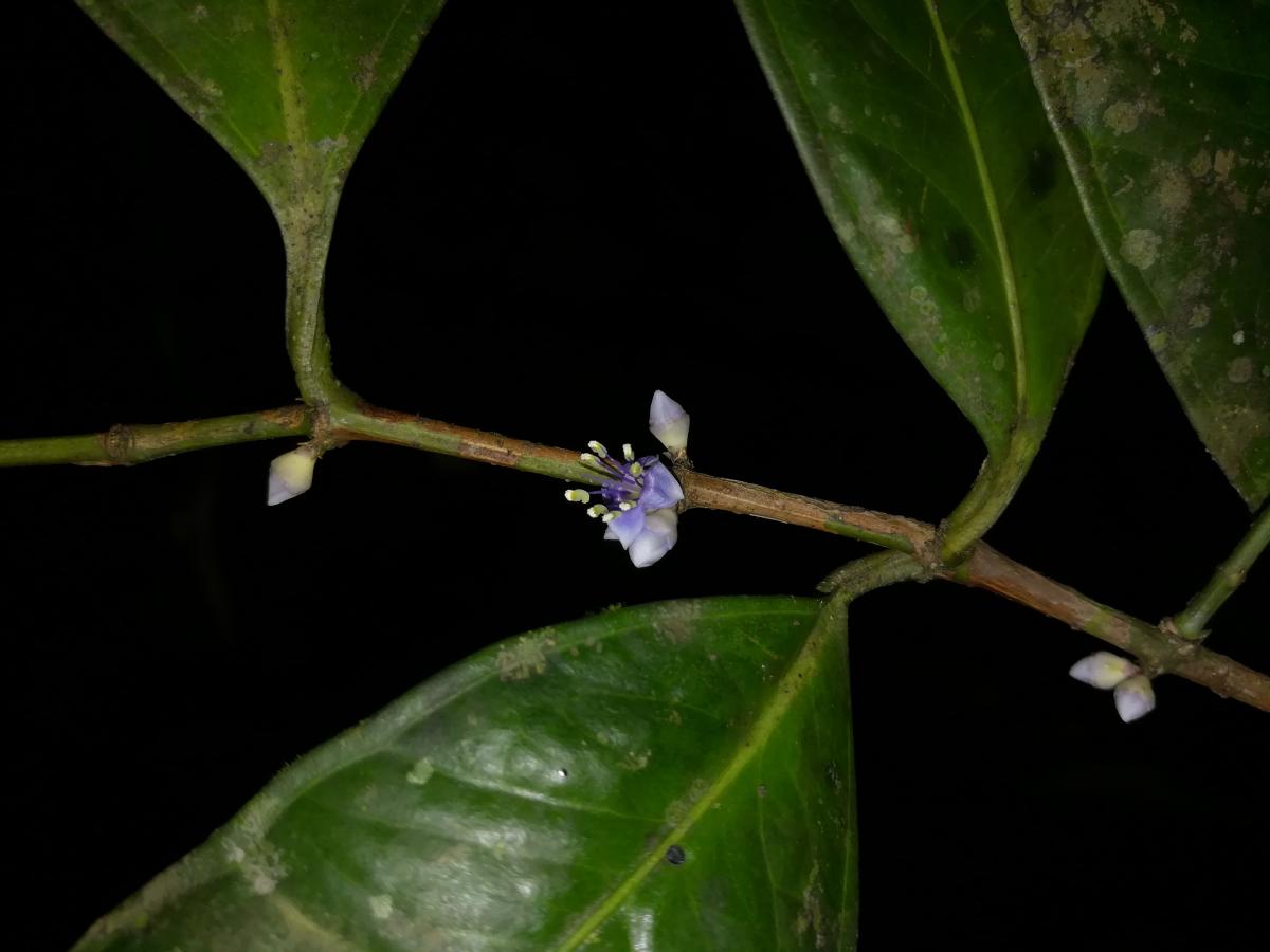 Blue flowers of the memecylon clarkeanum plant