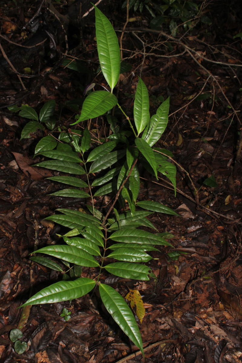 The rare memecylon clarkeanum plant