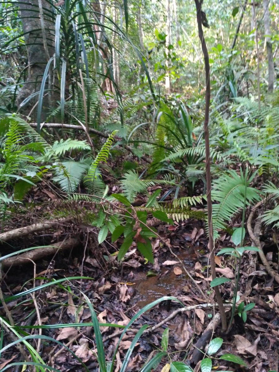 A picture of the swamp in Hulkod village
