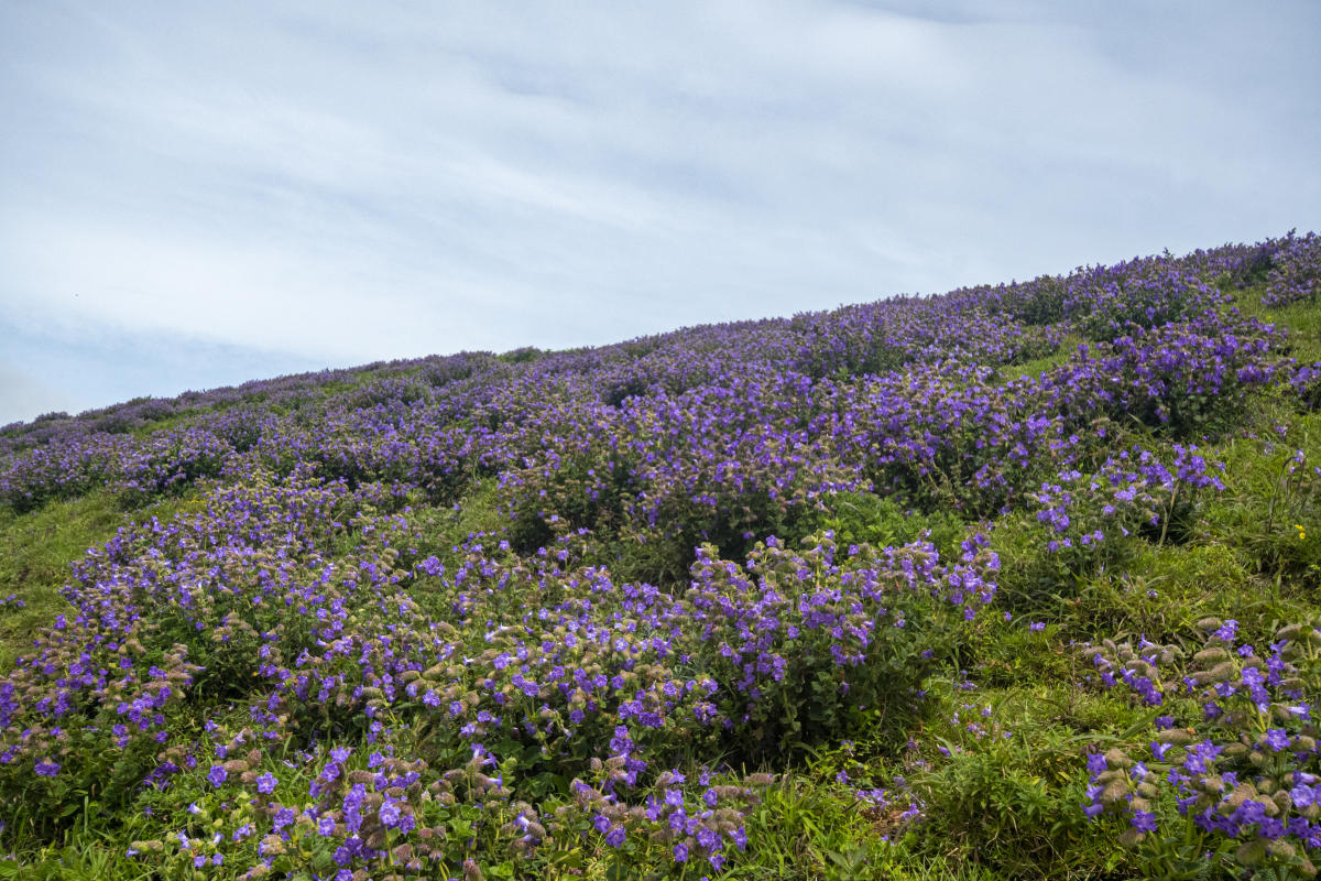 Neelakurinji at Chikkamagaluru. Photo by Ramu Mastaiah