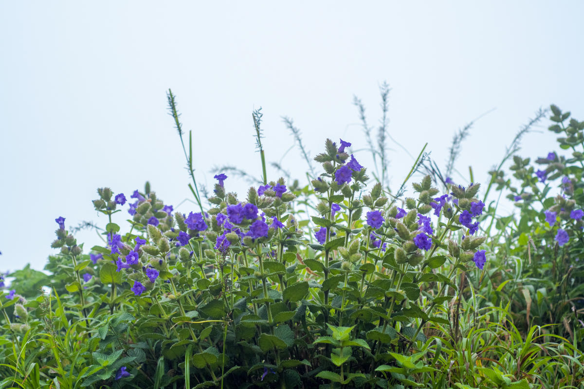 Neelakurinji at Chikkamagaluru. Photo by Ramu Mastaiah