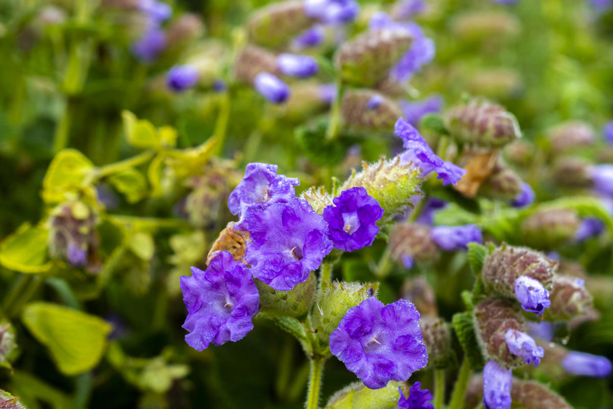 Neelakurinji at Chikkamagaluru. Photo by Ramu Mastaiah