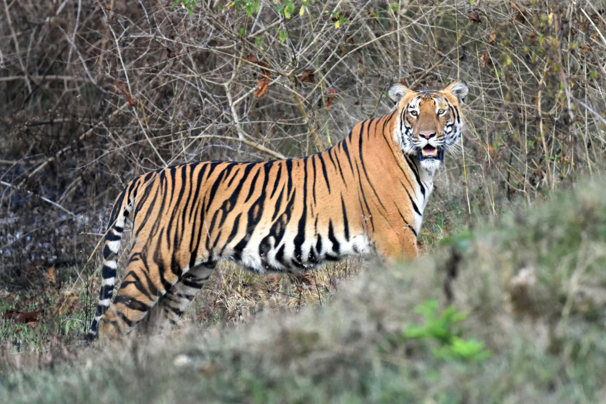 Returning to the tiger lands