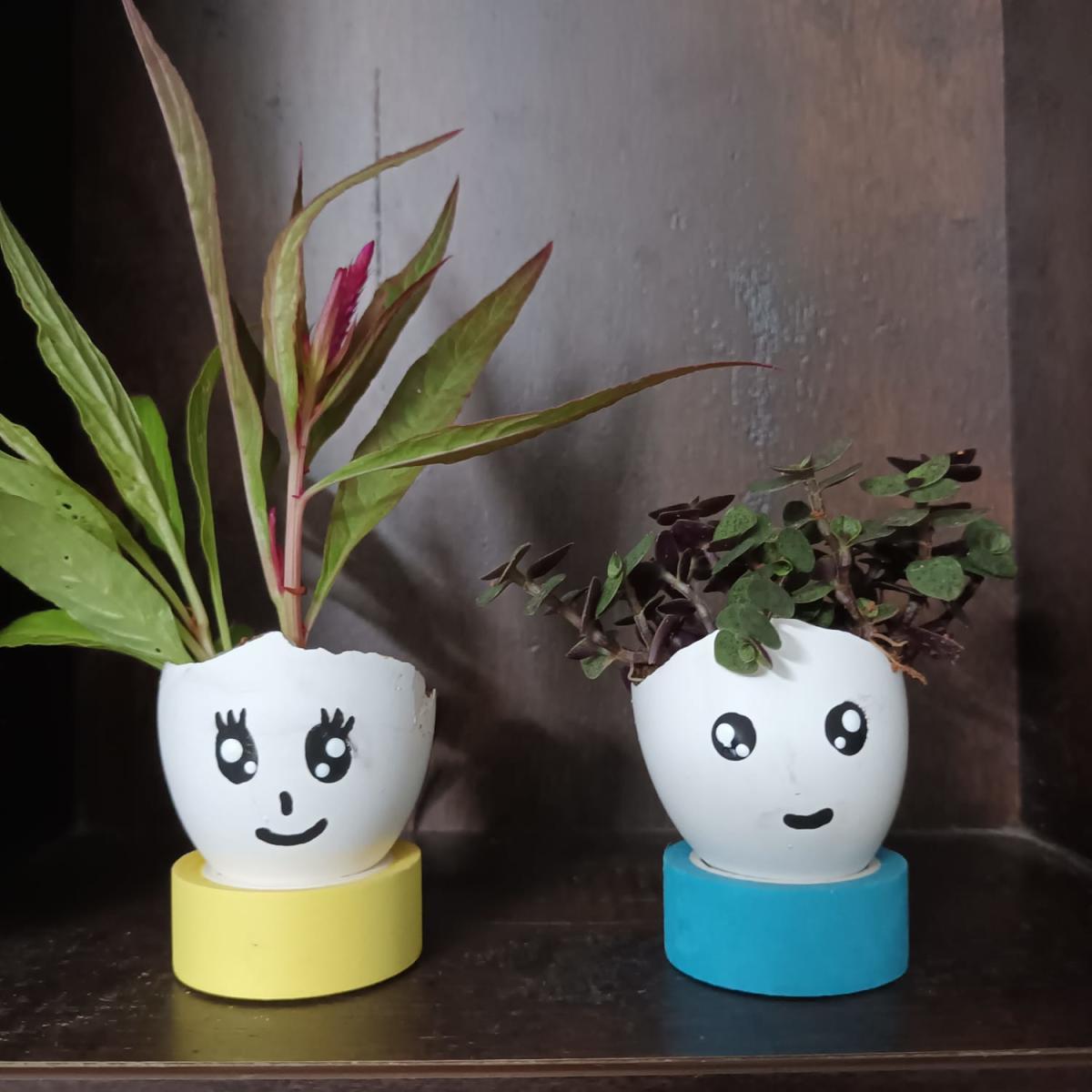 Eggshell plant pots. Credit: Special Arrangement