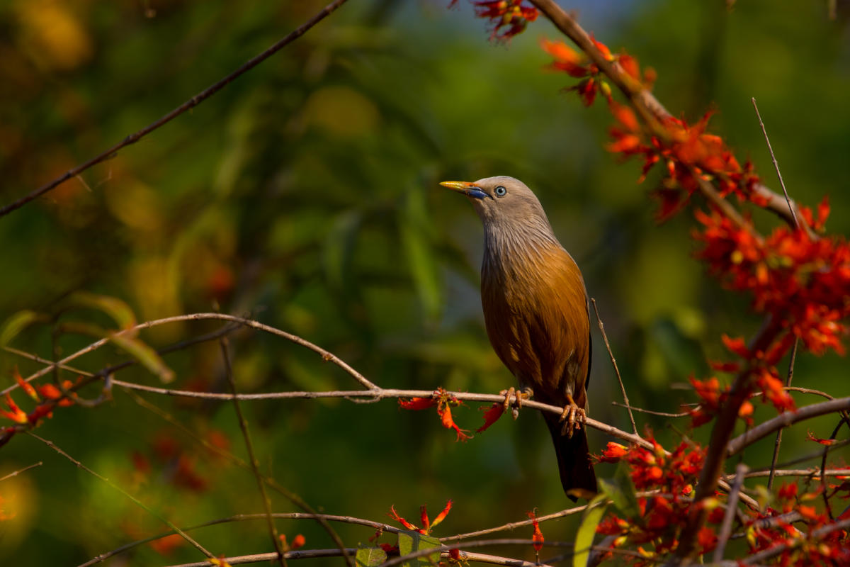 Chestnut-tailed starling