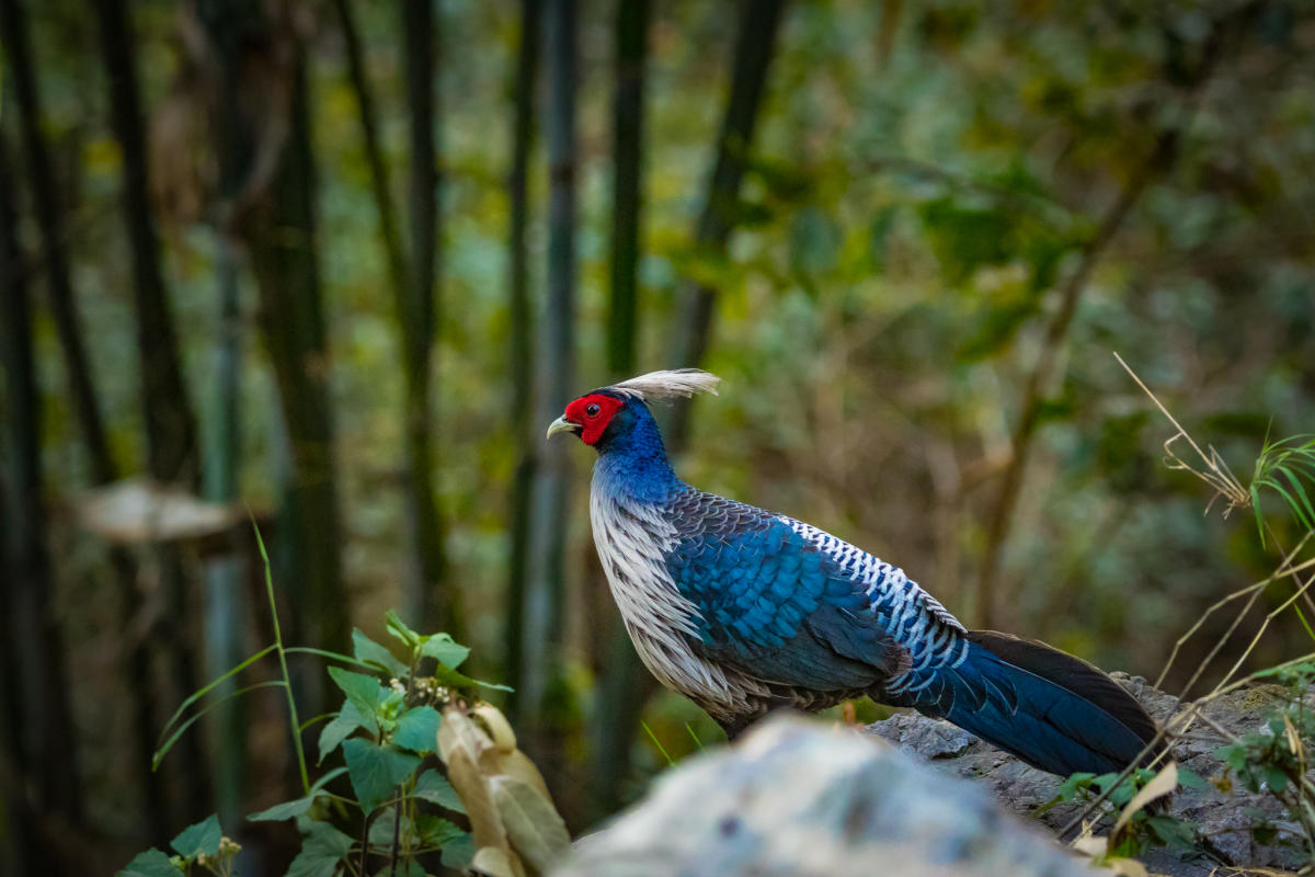 Khalij pheasant