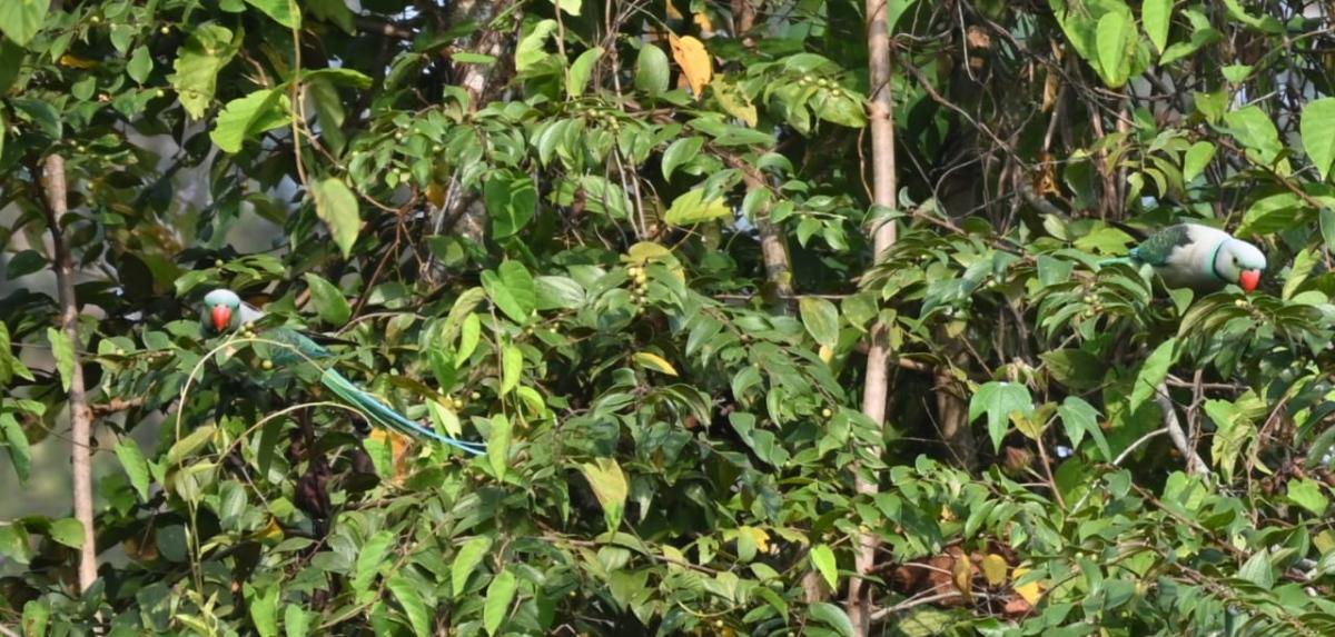 Blue-winged parakeets spotted at the bird festival.
