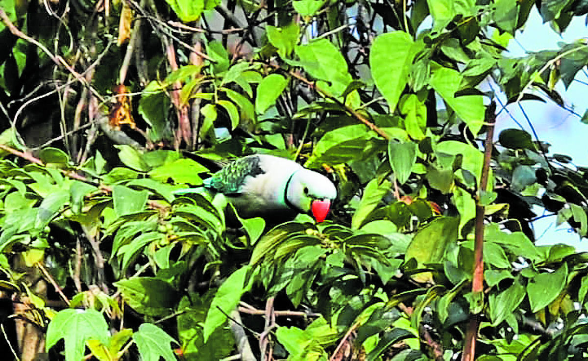 A blue-winged parakeet. 