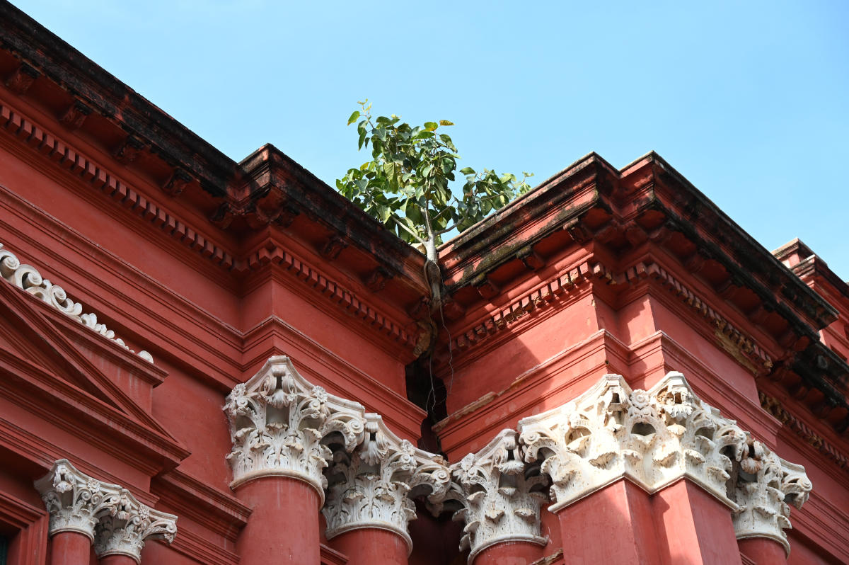Vegetation growing on the roof of the museum. DH Photo/B K Janardhan