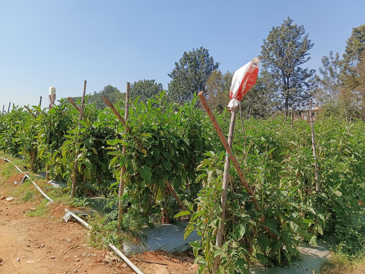 Brinjal being grown on a farm in Ramagondanahalli.