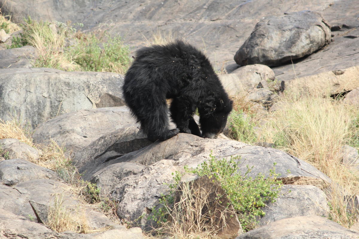 The Daroji Bear Sanctuary, Hampi. Photos by Rijutha Jaganathan