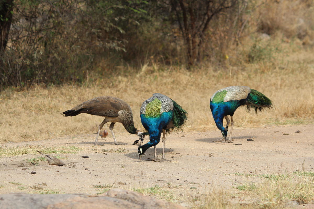 The Daroji Bear Sanctuary, Hampi. Photos by Rijutha Jaganathan
