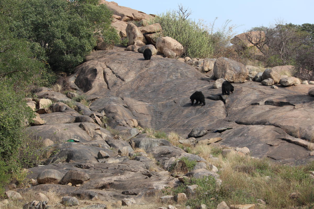 The Daroji Bear Sanctuary near Hampi. Photos/Rijutha Jaganathan