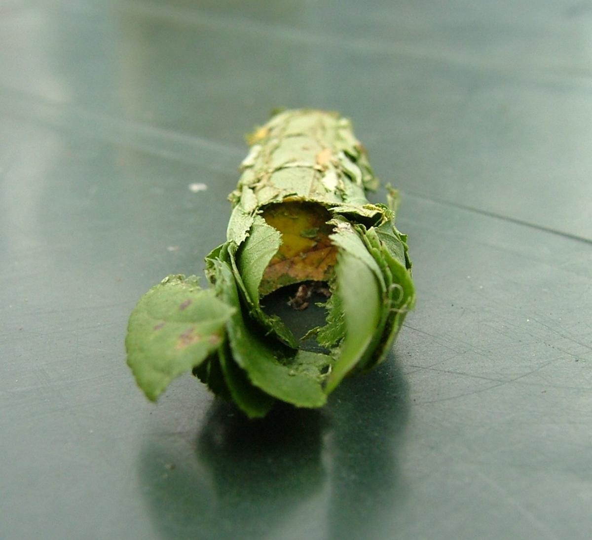 The cylindrical nest of the leafcutter bee