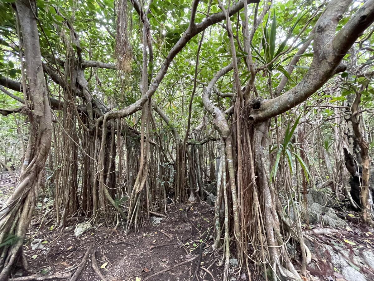 The wooded forests with endemic and native species.