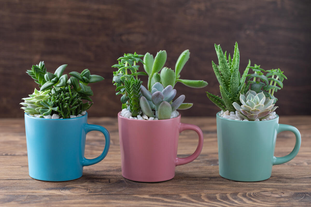 Colourful mugs and cups make great planters.