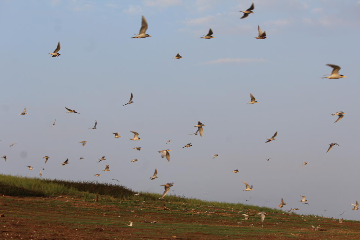 River terns at Bhadra