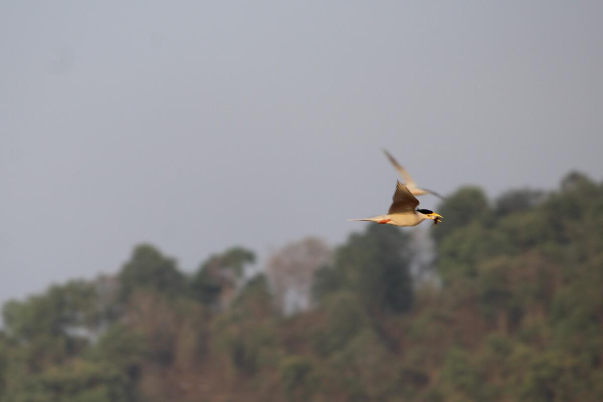 River terns at Bhadra