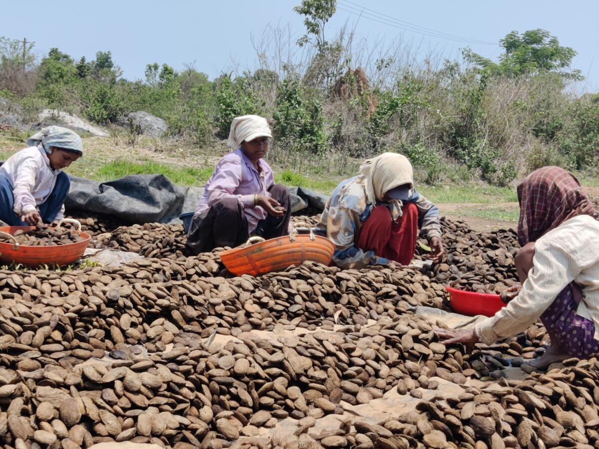 Women plant seeds in the field. Photo by Shreedhar Kakkeri.