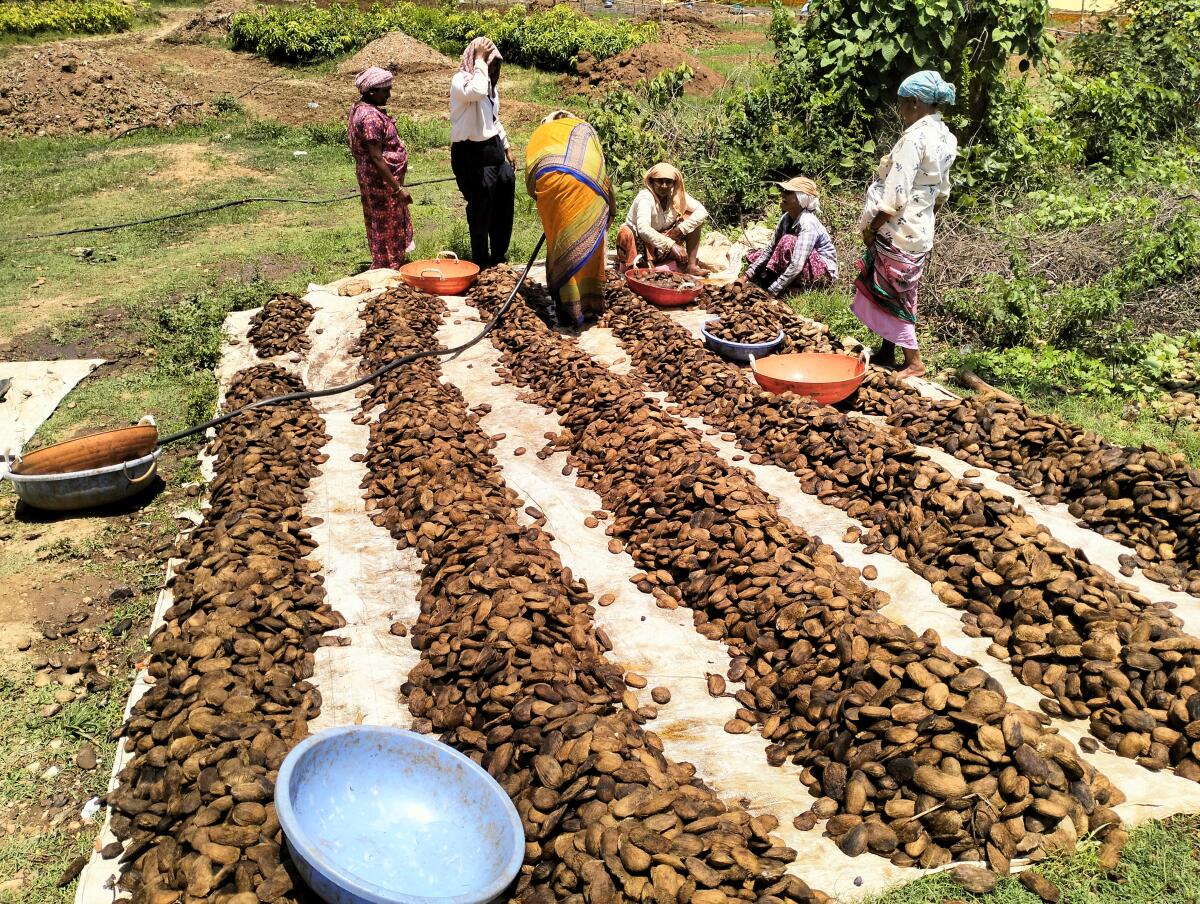 Havagi, Tergaon and Antrolli villages near Haliyal in Uttara Kannada district produce grafted mango saplings that are much in demand across India. Grafted plants ready for sale; Women dehusking the mango seed. Photos by Dharanendra Jain