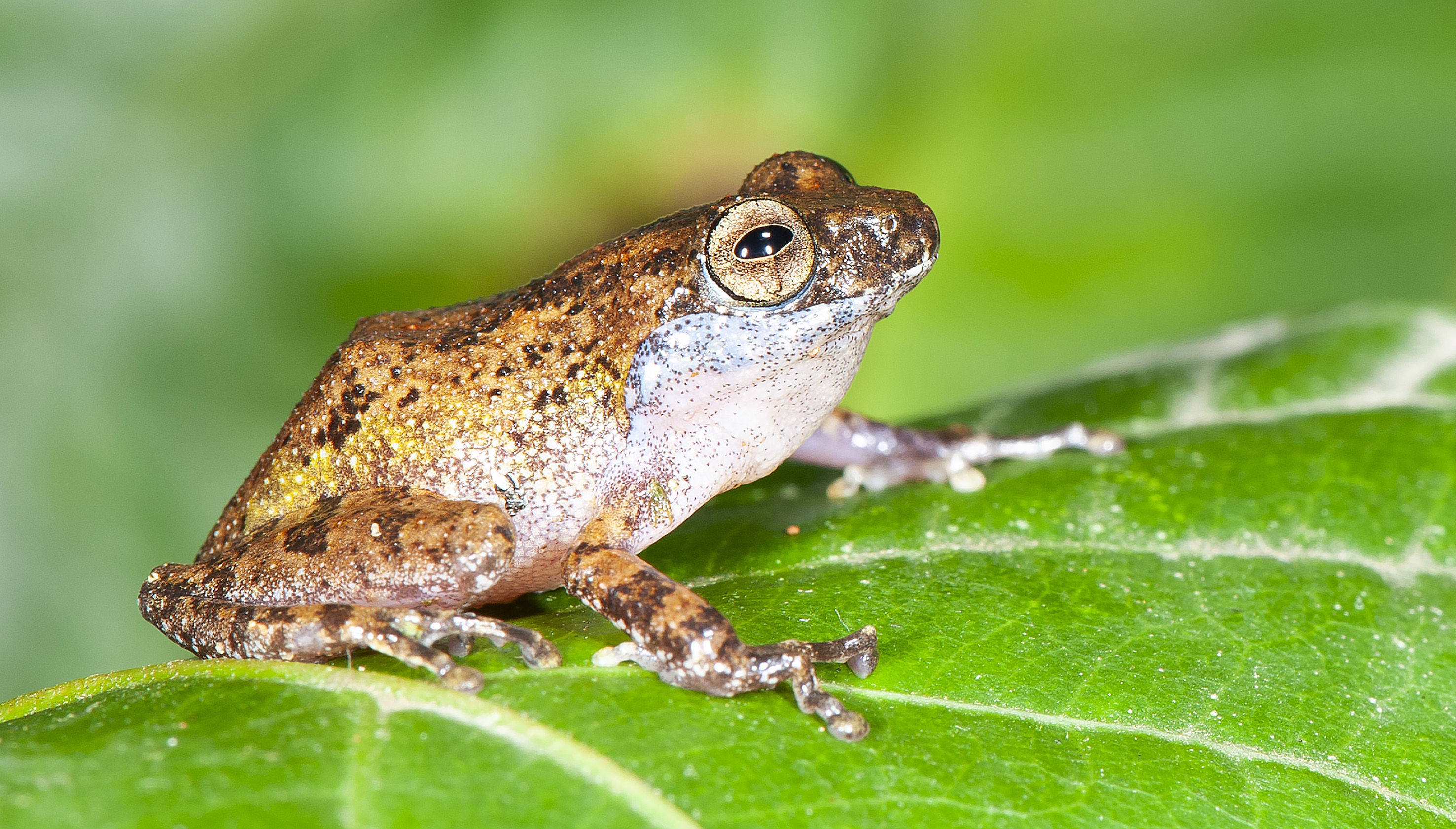 Raorchestes vellikkannan.