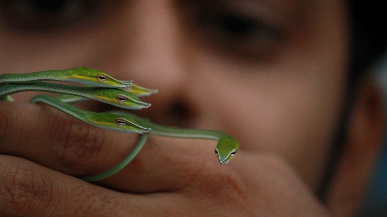Green vine snakes