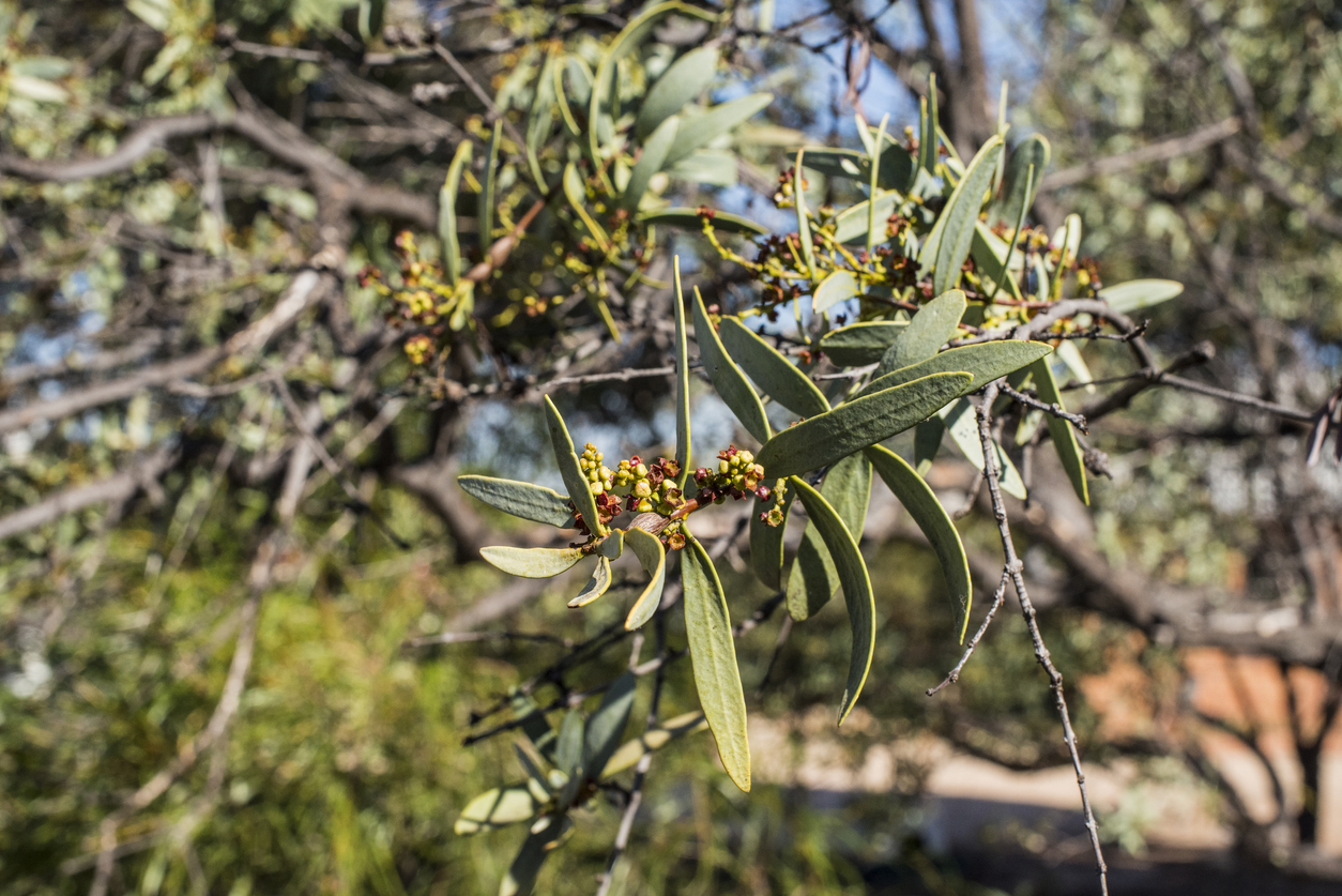 Sandalwood tree. iStock image