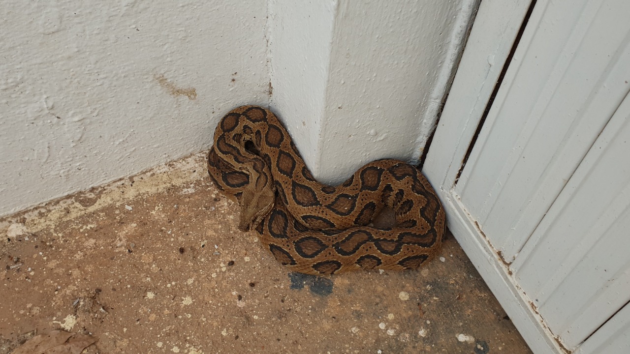 Russell viper