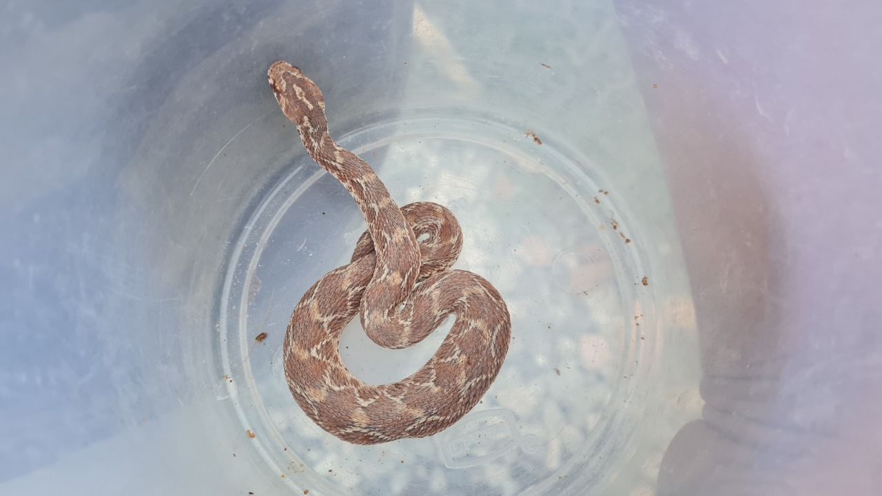 Saw scaled viper