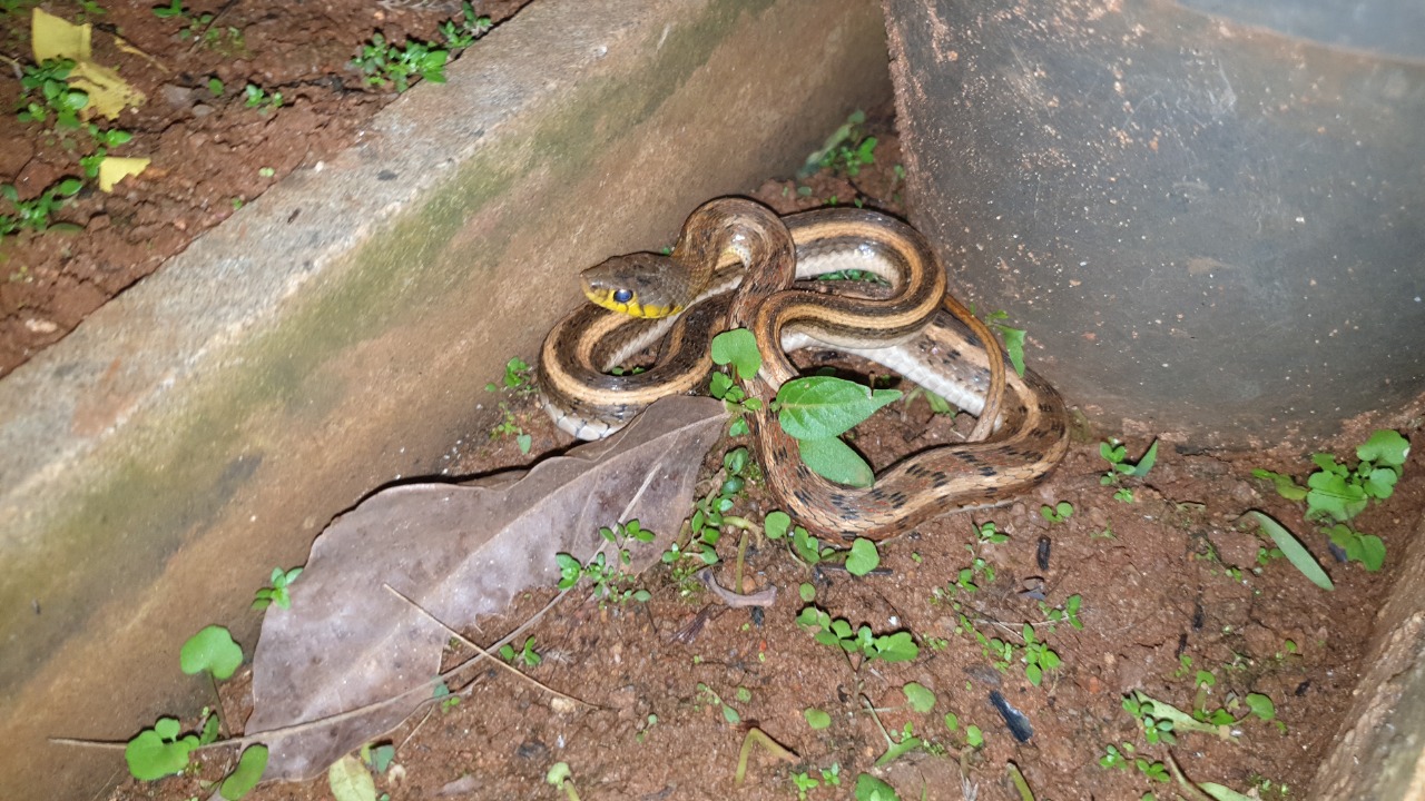 Striped keelback