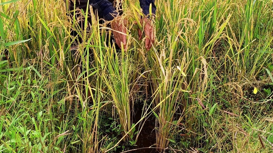 <div class="paragraphs"><p>Representative image.</p></div>