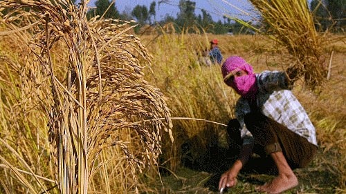 <div class="paragraphs"><p>The government has increased the MSP of Kharif crops for 2025-26.</p></div>