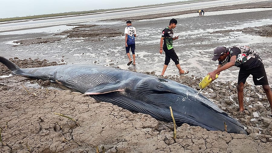 <div class="paragraphs"><p> A whale calf that was washed ashore off the Surat coast, Tuesday, Aug. 29, 2023.</p></div>
