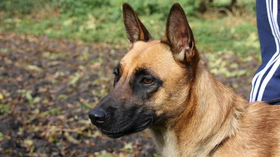 <div class="paragraphs"><p>Representative Image of Belgian Malinois. </p></div>