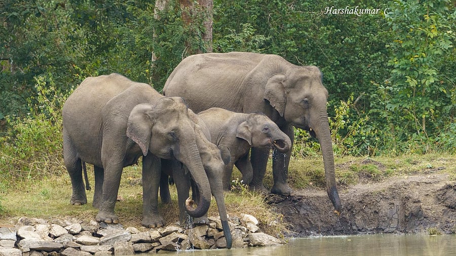 <div class="paragraphs"><p>There were three elephants but only one attacked him, forest officials said. (Representative image)</p></div>