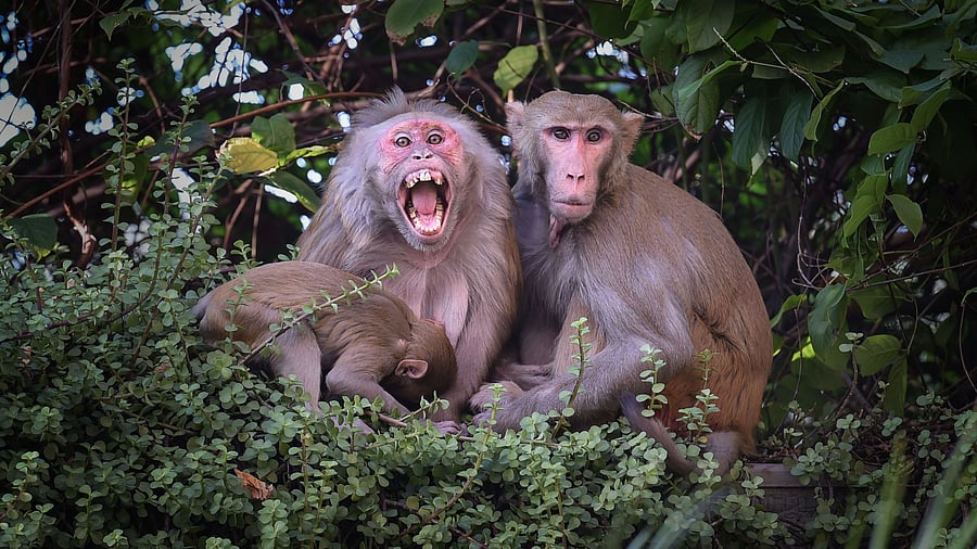 <div class="paragraphs"><p>Representative image of monkeys. </p></div>