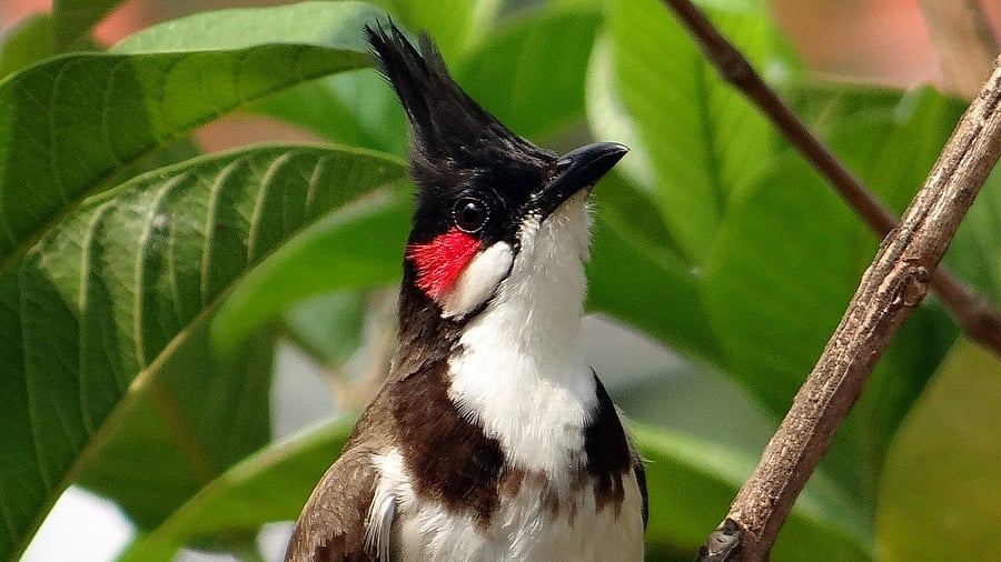 <div class="paragraphs"><p>Representative image. </p></div>