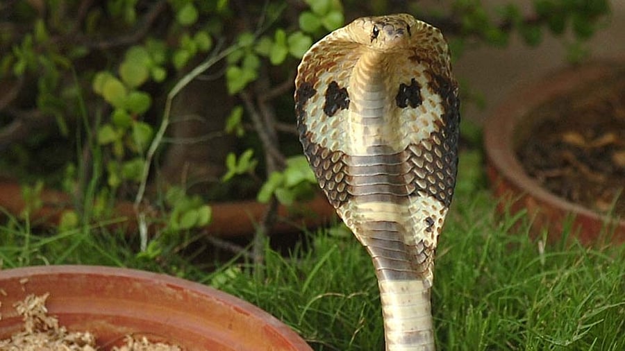 <div class="paragraphs"><p>Representative image of a venomous snake. </p></div>