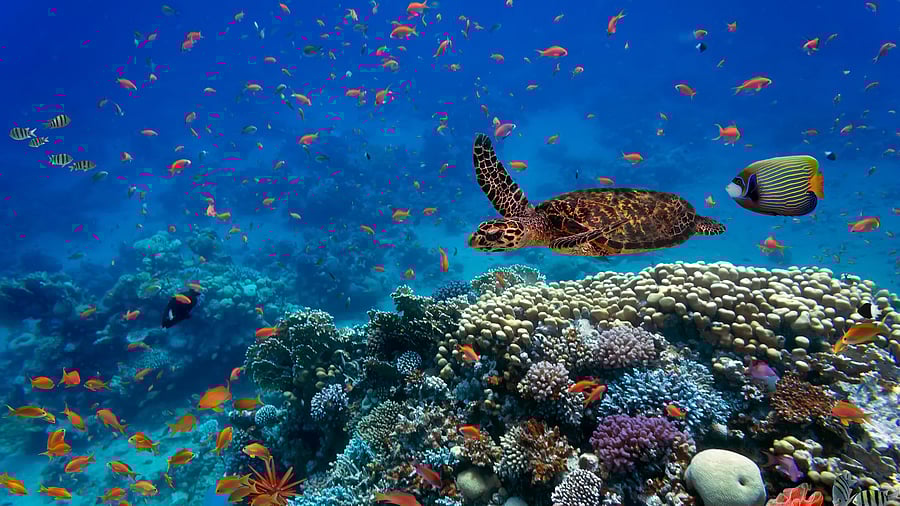 <div class="paragraphs"><p>Representative image of life under water.</p></div>