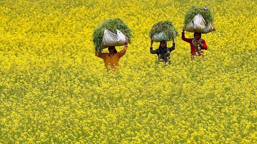 <div class="paragraphs"><p>Representative image of mustard in fields.&nbsp;</p></div>