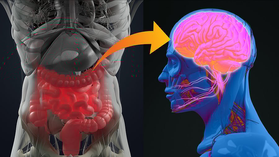 <div class="paragraphs"><p>Representative image of the&nbsp;gut-brain axis.</p></div>