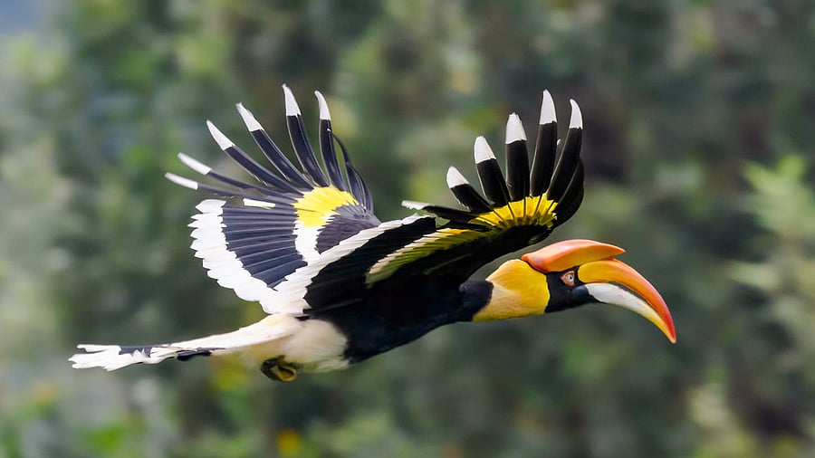 <div class="paragraphs"><p>Representative image of hornbill.</p></div>