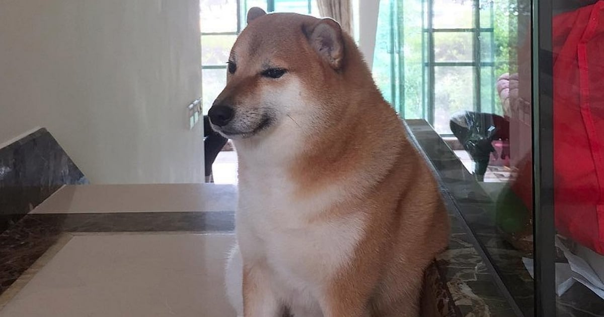 Viral meme dog Cheems dies during surgery; tributes pour in